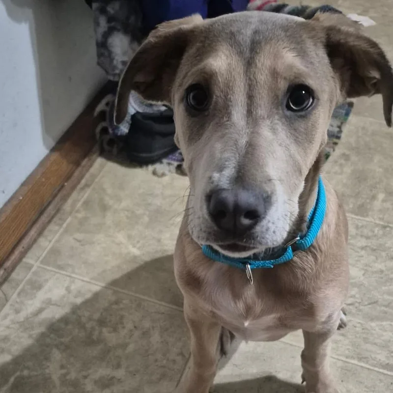 A baby medium-sized female Gray / Blue / Silver Labrador Retriever dog named Paige for adoption in Alma, WI