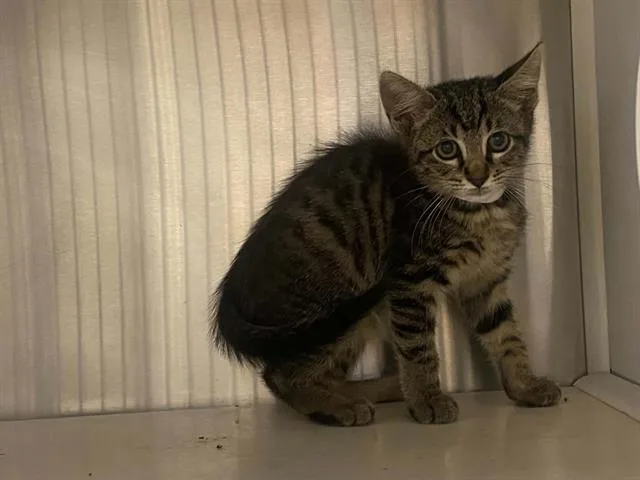 A baby small-sized female Domestic Short Hair cat named Kristina for adoption in Tustin, CA