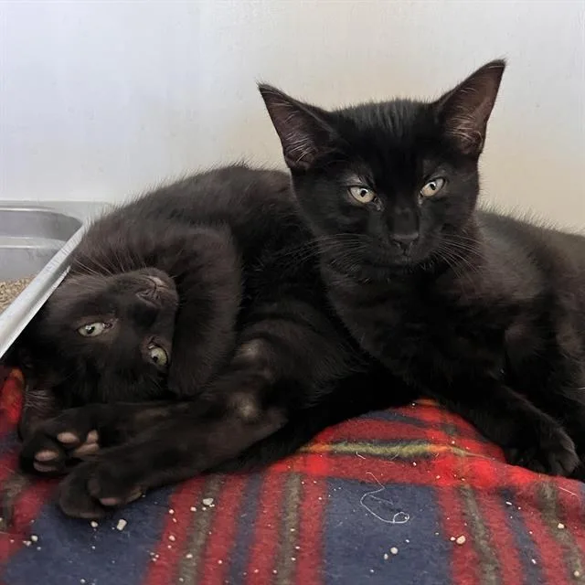 A senior medium-sized male Himalayan cat named Randall for adoption in Methuen, MA