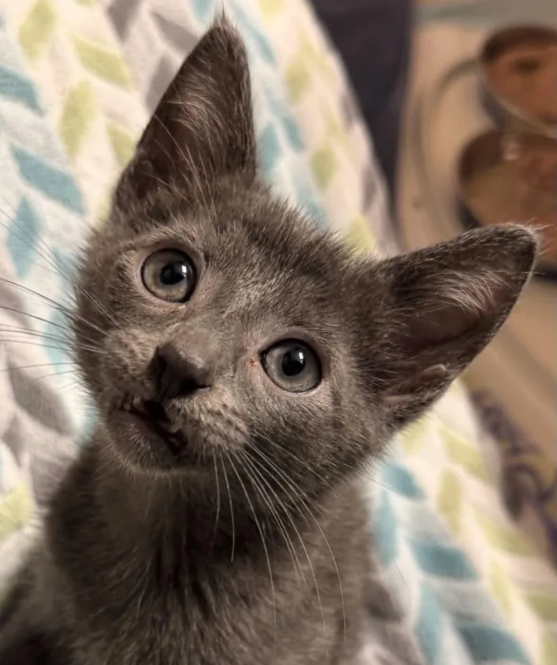 A baby small-sized male Gray / Blue / Silver Domestic Short Hair cat named Frittata for adoption in Milwaukee, WI