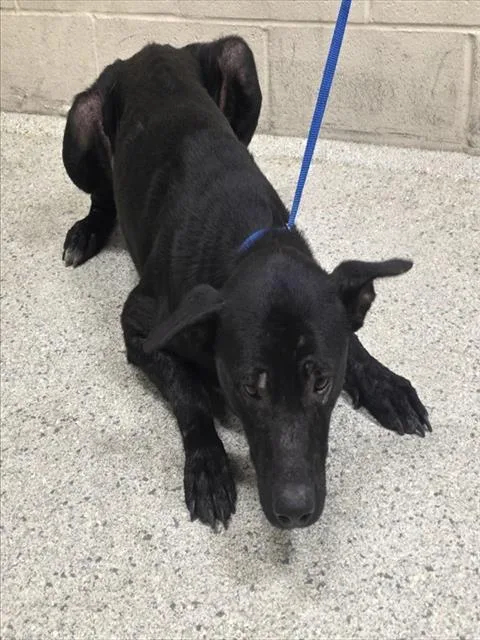 An adult medium-sized male Labrador Retriever dog named A for adoption in Conroe, TX