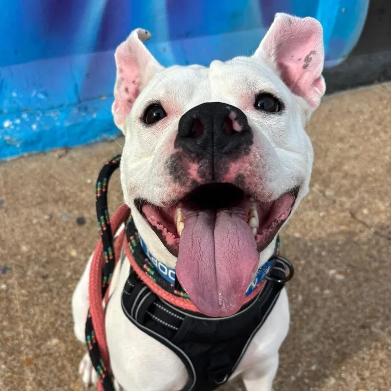 Scottie Scheffler thumbnail 2