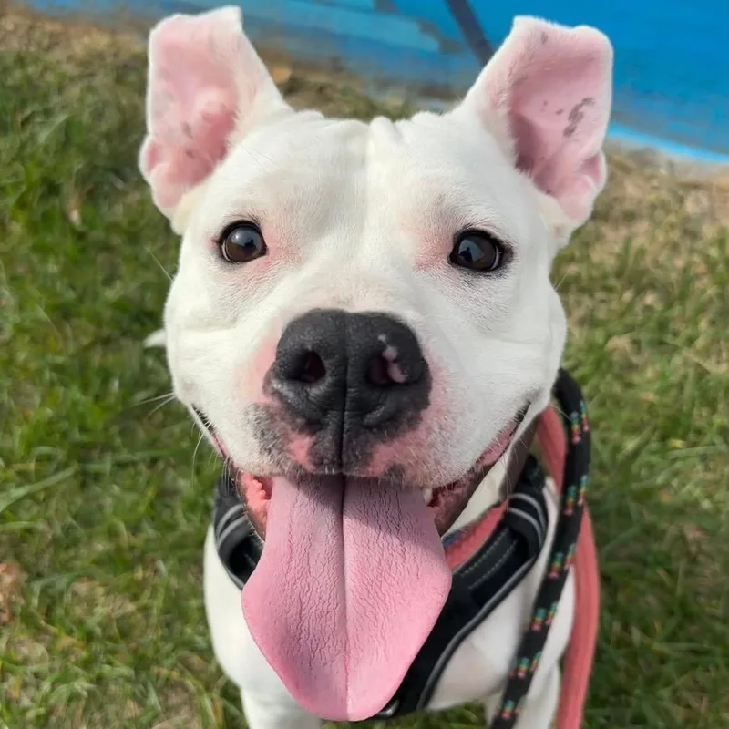 Scottie Scheffler thumbnail 3