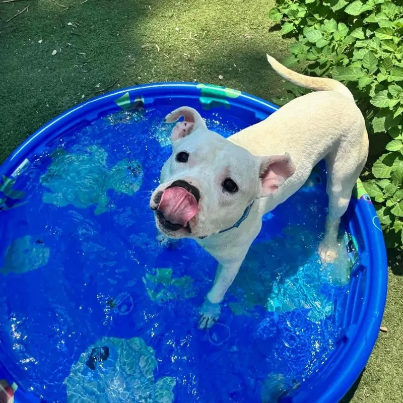 Scottie Scheffler thumbnail 4