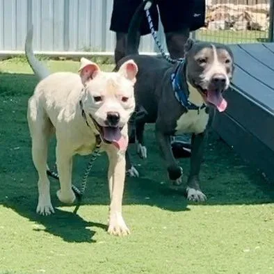 Scottie Scheffler thumbnail 5