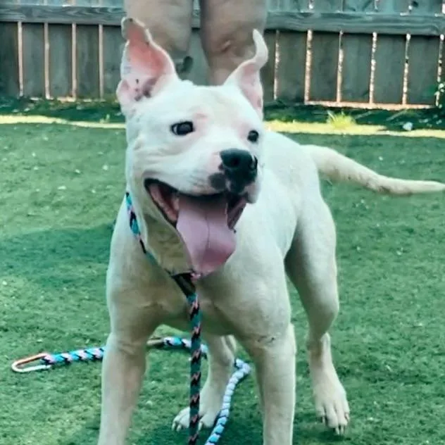 Scottie Scheffler thumbnail 6