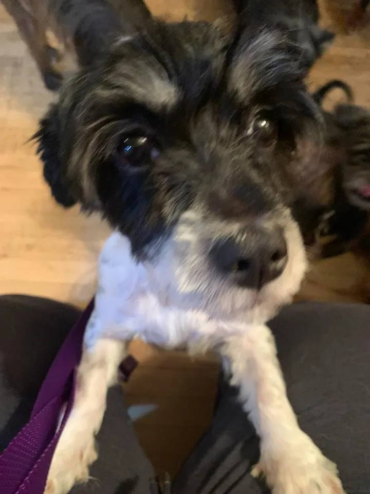 An adult medium-sized female Shih Tzu dog named Brenda $ for adoption in Milwaukee, WI