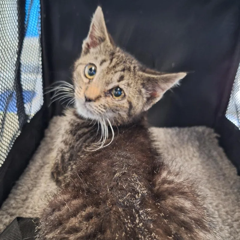 A baby small-sized male Brown / Chocolate Domestic Short Hair cat named Doobert for adoption in Montgomery, AL
