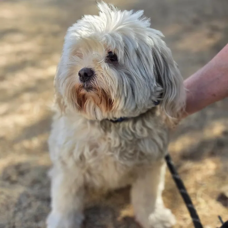 An adult small-sized female White / Cream Maltese dog named Thunky Chino Hills for adoption in Chino Hills, CA