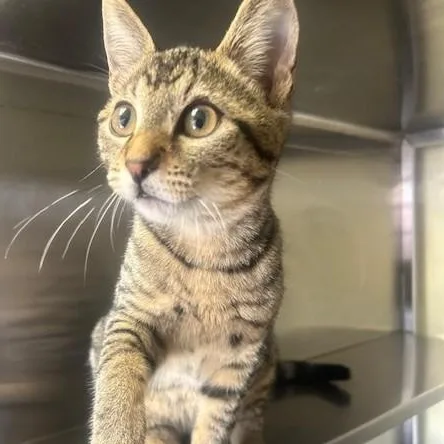 A young small-sized male Tabby (Brown / Chocolate) Domestic Short Hair cat named Cooper for adoption in Margate, FL