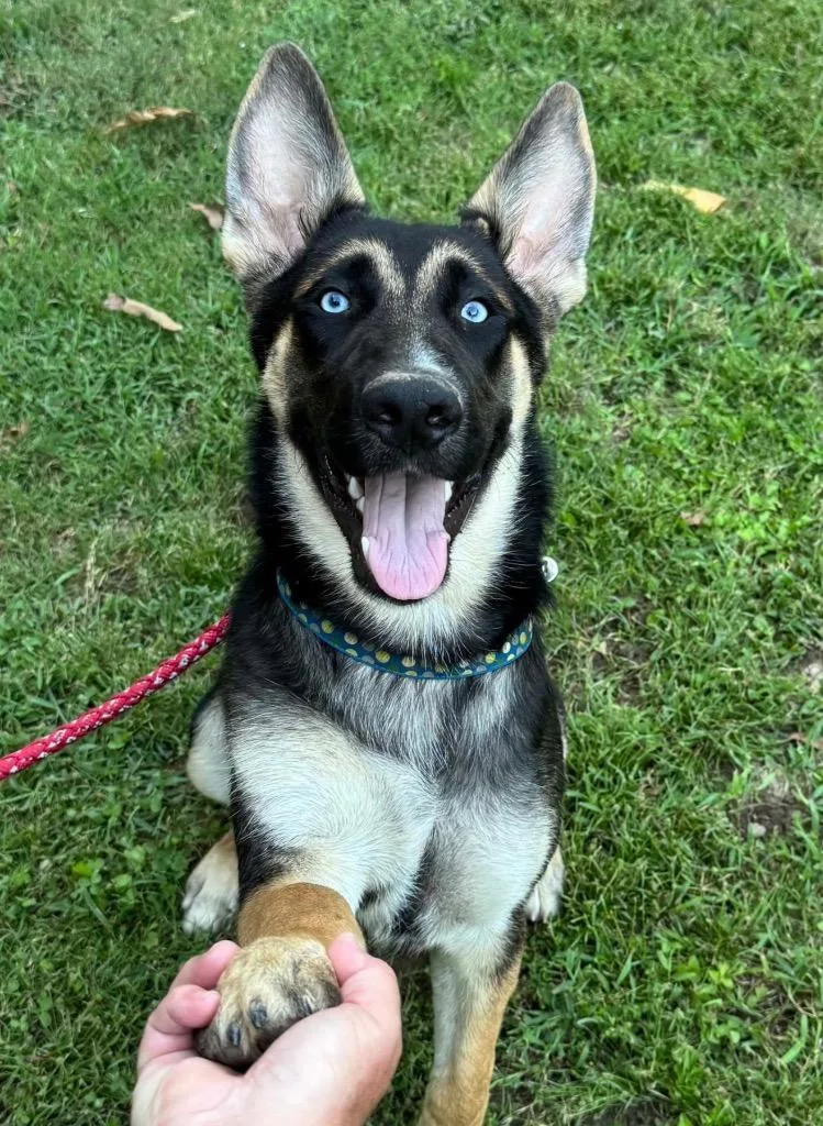A baby medium-sized male German Shepherd Dog dog named Zeus for adoption in Little Rock, AR
