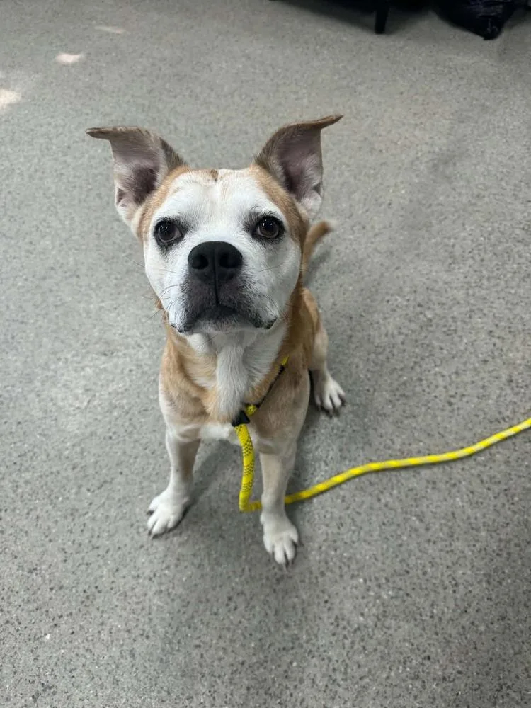 A senior large-sized male Brown / Chocolate Mixed Breed dog named Chef for adoption in Lansing, MI