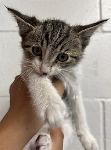 A baby small-sized male Domestic Short Hair cat named Sugar Bear for adoption in San Bernardino, CA