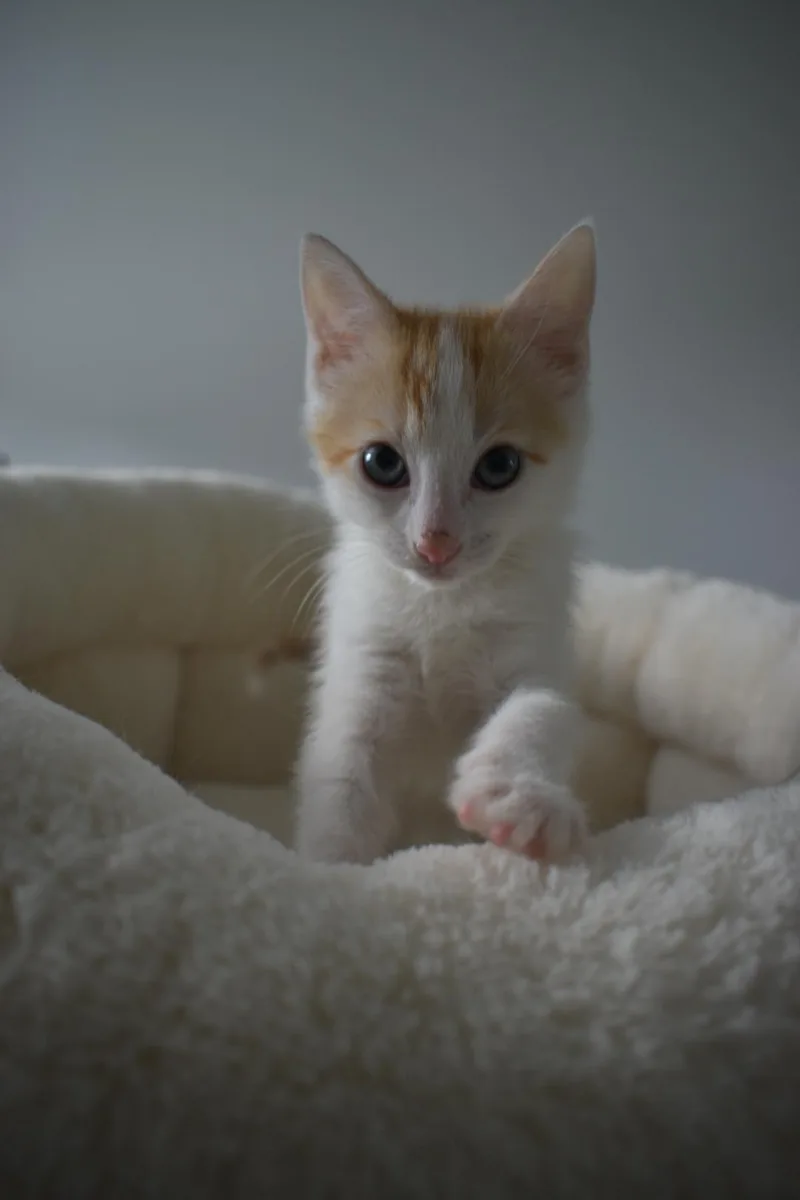 A baby medium-sized male Orange & White Domestic Short Hair cat named Toupee for adoption in Haddon Heights, NJ