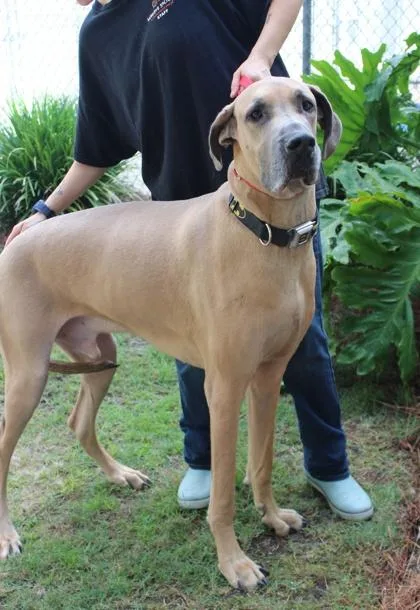 An adult extra large-sized male Great Dane dog named Ranger for adoption in Brunswick, GA