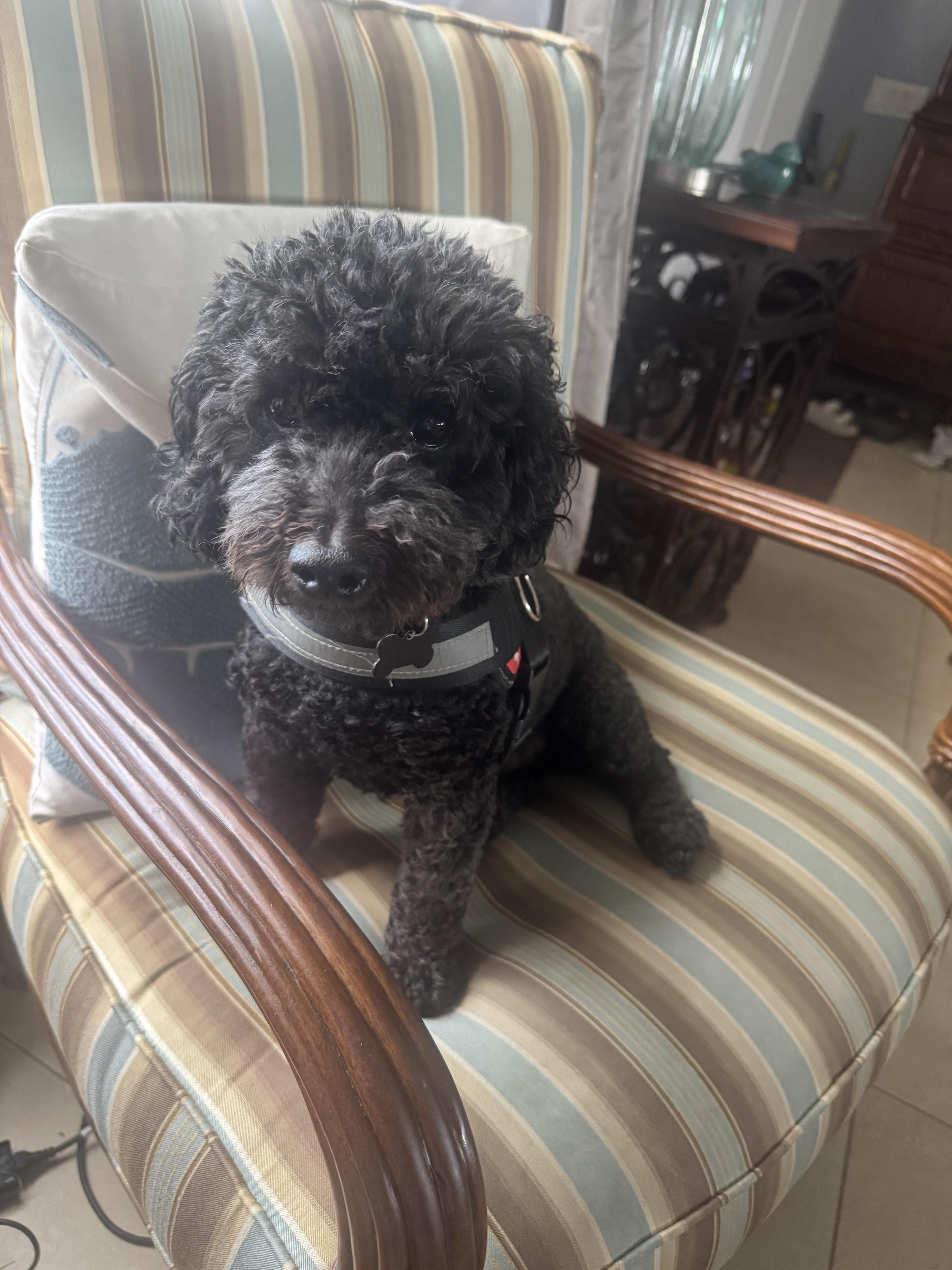 An adult medium-sized male Cockapoo dog named Bailey for adoption in Cape Coral, FL
