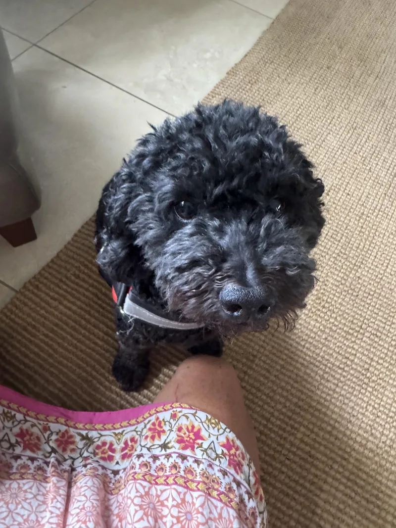 Bailey thumbnail 2