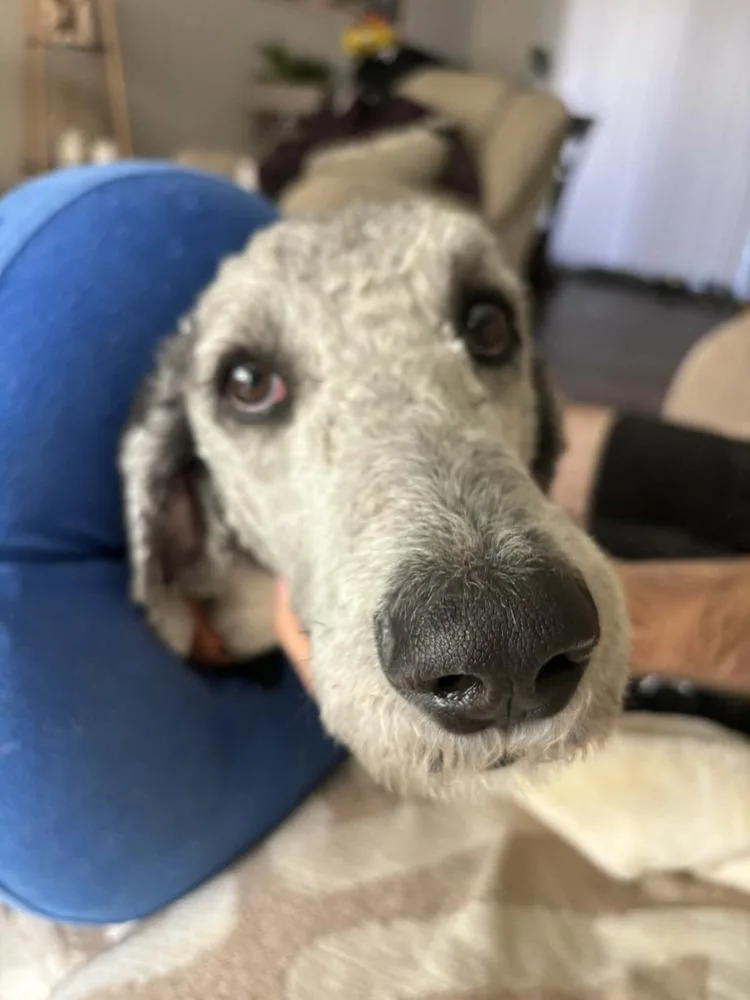 Smokey Doodle thumbnail 2