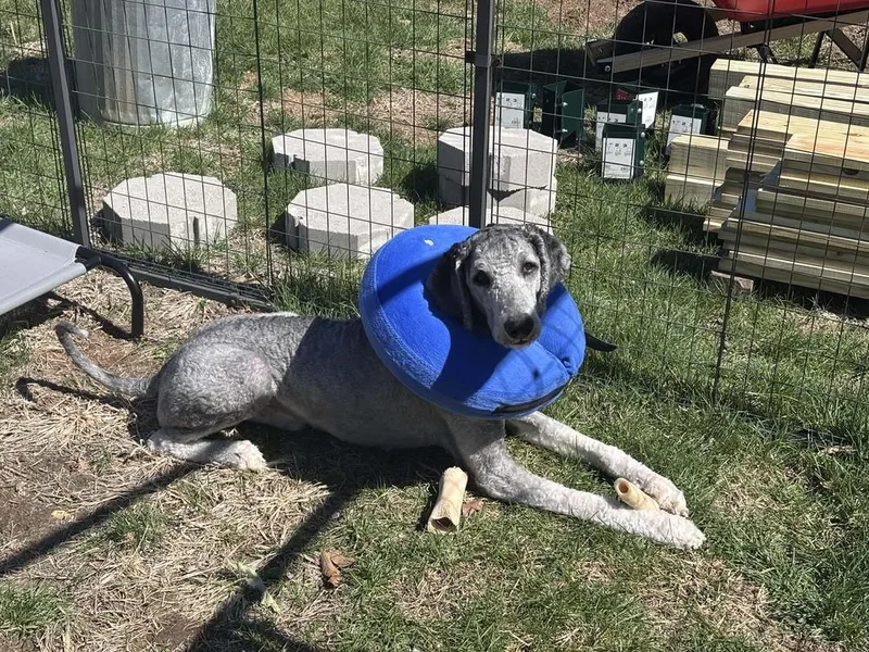 Smokey Doodle thumbnail 3