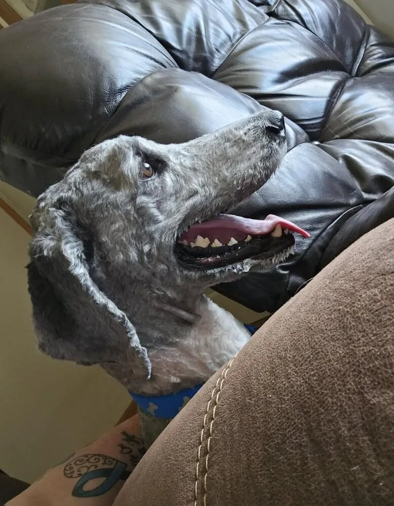 Smokey Doodle thumbnail 4