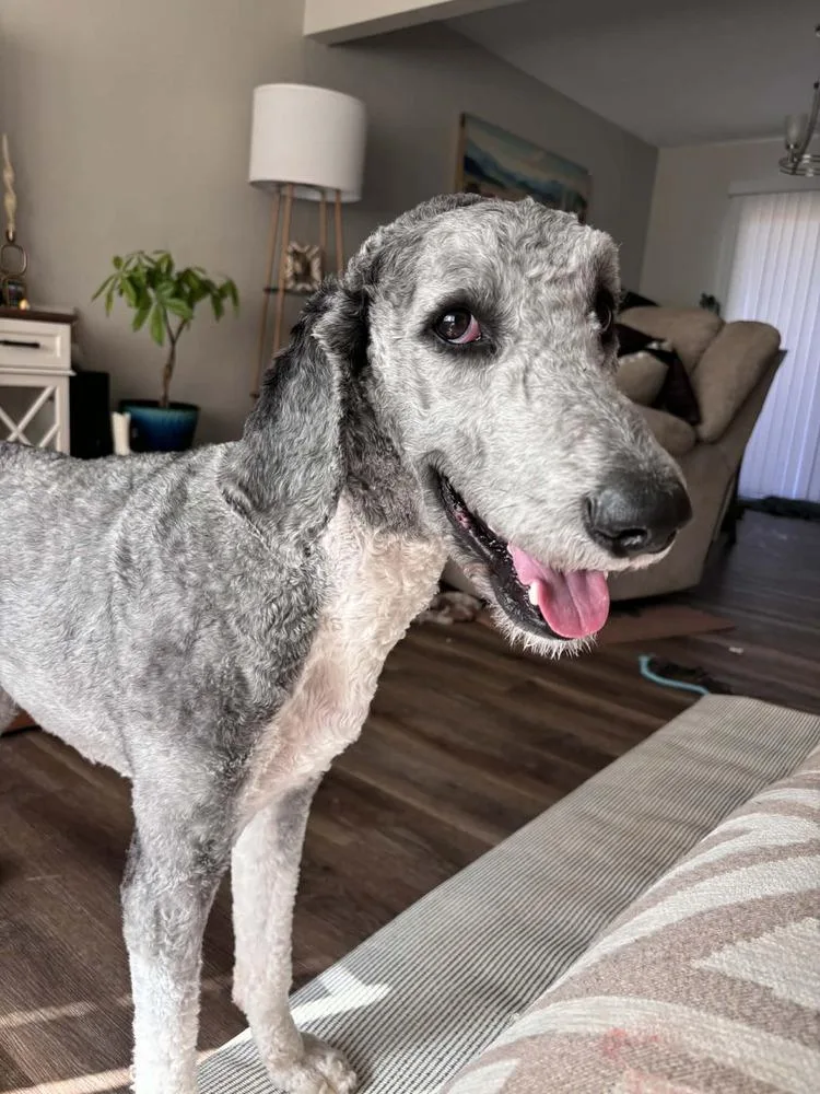 Smokey Doodle thumbnail 5