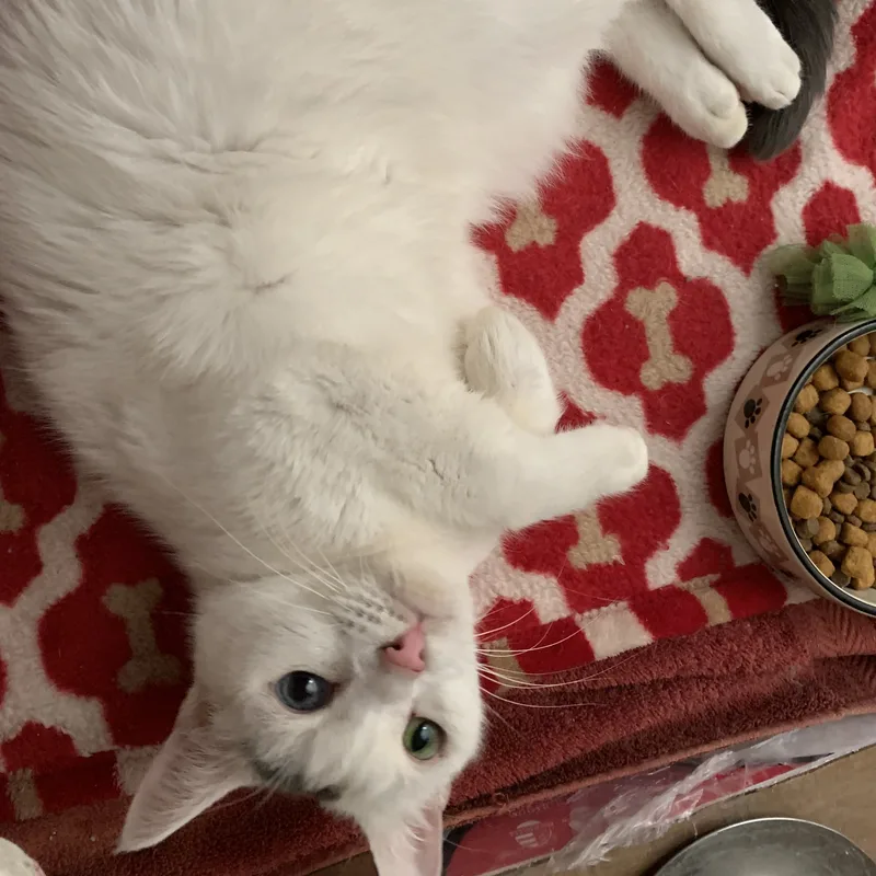 Blue & Green Eyes thumbnail 2