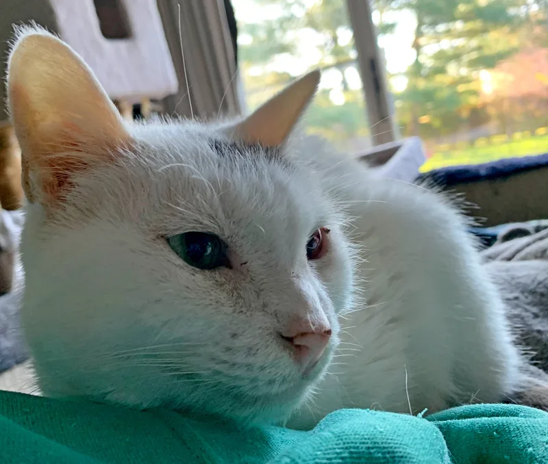 Blue & Green Eyes thumbnail 5