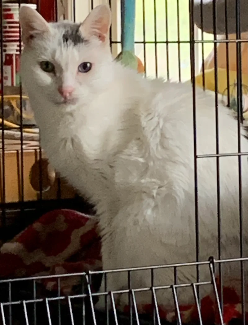 Blue & Green Eyes thumbnail 6