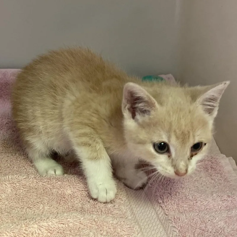 A baby small-sized female Buff / Tan / Fawn Domestic Short Hair cat named Winky for adoption in Harrisonburg, VA