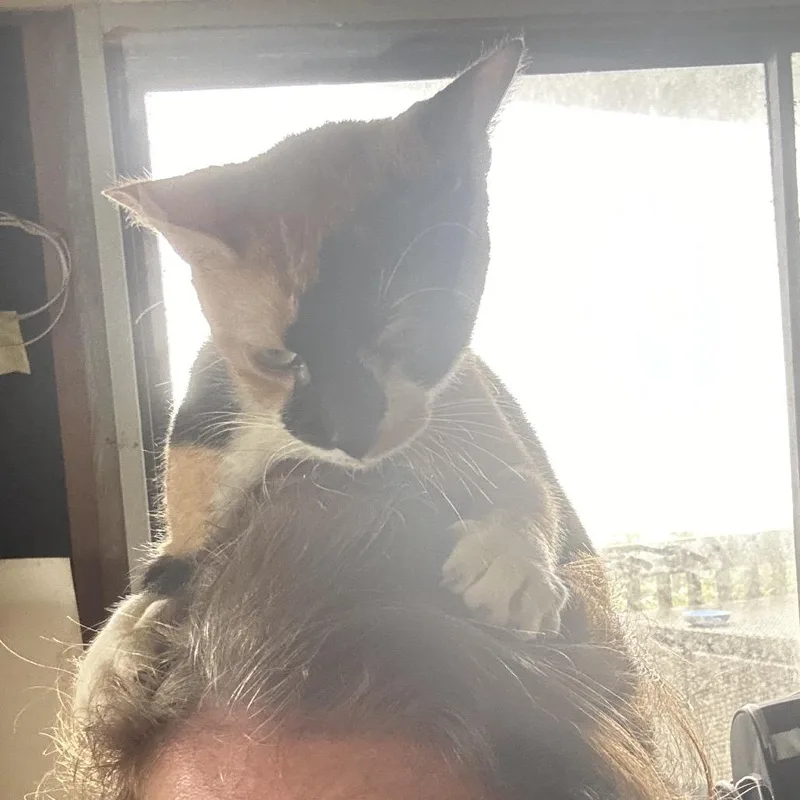 An adult medium-sized female Domestic Short Hair cat named Harriet for adoption in Cumming, GA