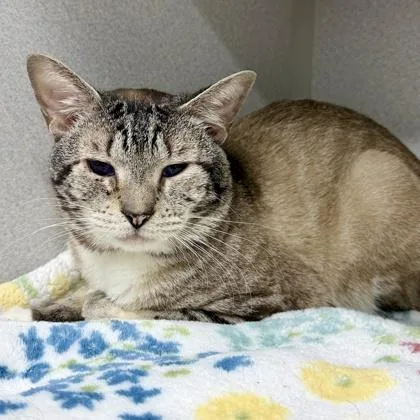 An adult small-sized male Cream / Ivory Siamese cat named Felix for adoption in Atlanta, GA