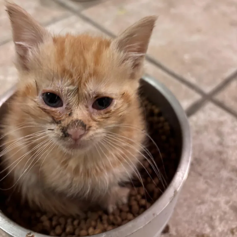 A baby small-sized male Orange / Red Domestic Short Hair cat named Alder for adoption in Brooklyn, NY
