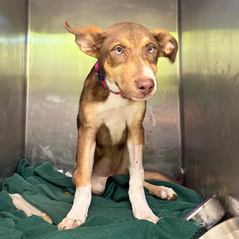 A baby medium-sized female Brown / Chocolate Husky dog named Mocha for adoption in Austin, TX