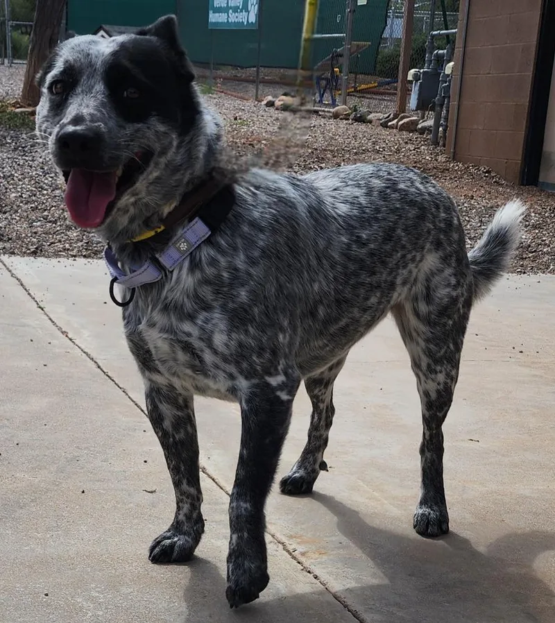 A young medium-sized female Australian Cattle Dog / Blue Heeler dog named Apple for adoption in Cottonwood, AZ