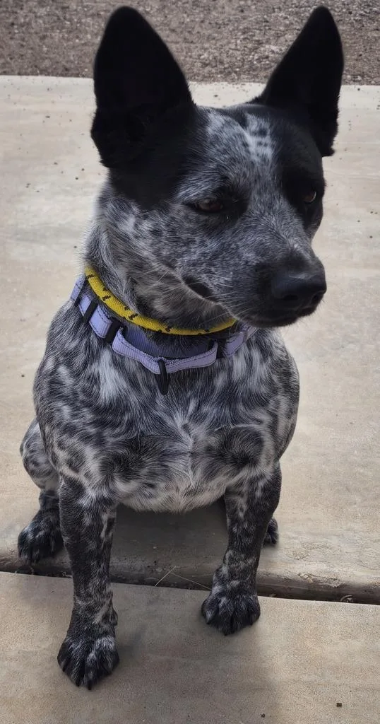 Apple thumbnail 2