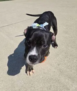 A young medium-sized male Pit Bull Terrier dog named Nash for adoption in Bucyrus, OH