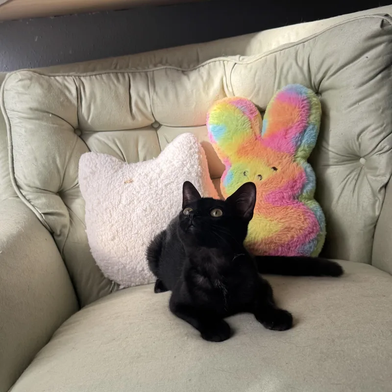 A baby small-sized female Black Domestic Short Hair cat named Peeps Kuykendahl Petsmart for adoption in Spring, TX