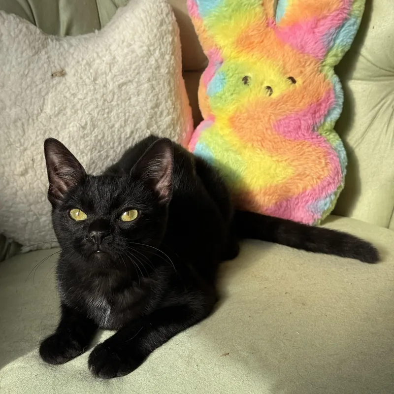 Peeps  Kuykendahl Petsmart thumbnail 2