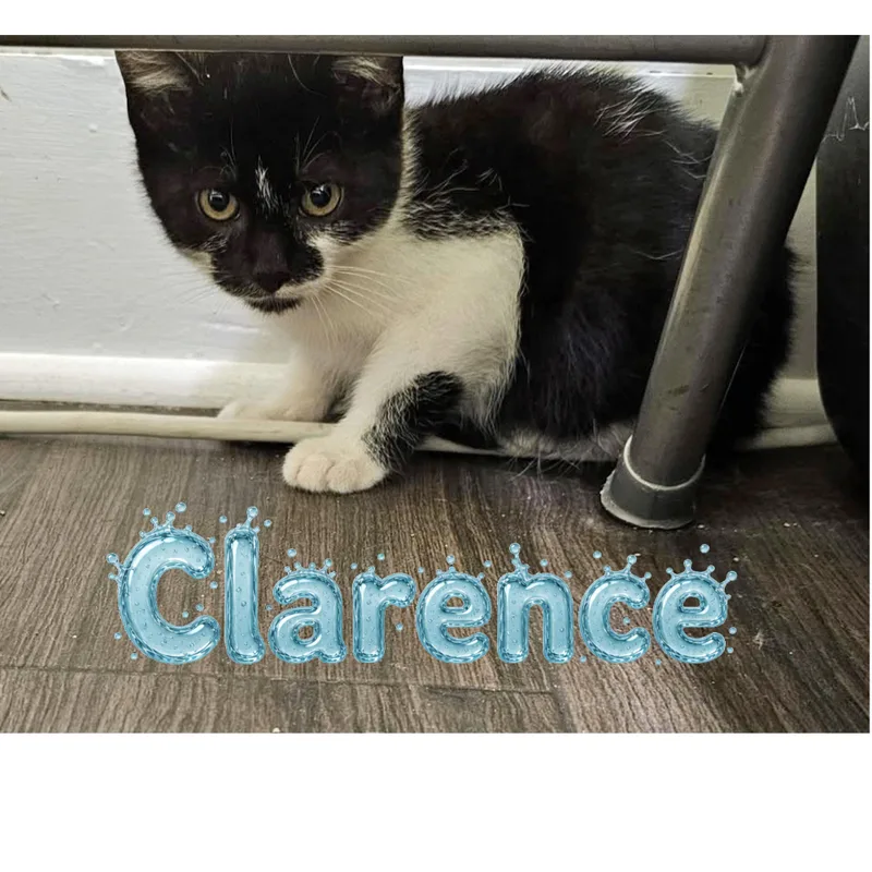 An adult medium-sized male Black & White / Tuxedo Domestic Short Hair cat named Clarence for adoption in Little Falls, NY