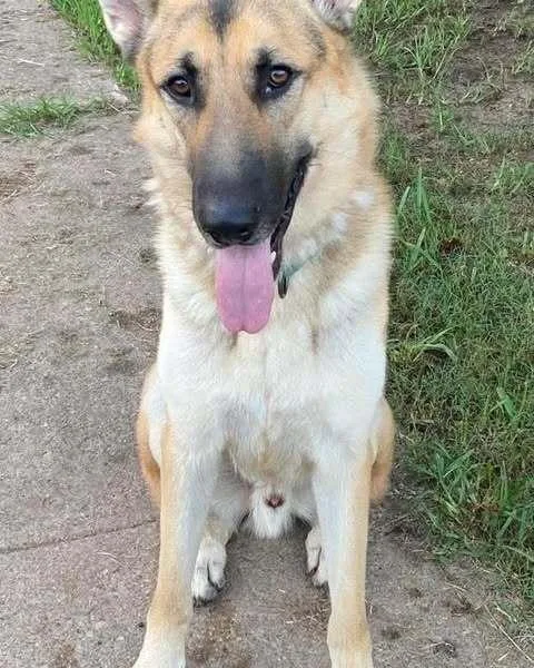 An adult large-sized male Tricolor (Brown, Black, & White) German Shepherd Dog dog named Tucker  K for adoption in Brookshire, TX