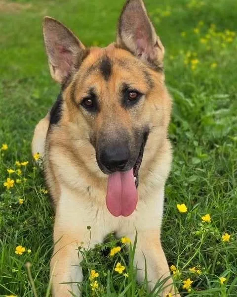 Tucker  K thumbnail 2