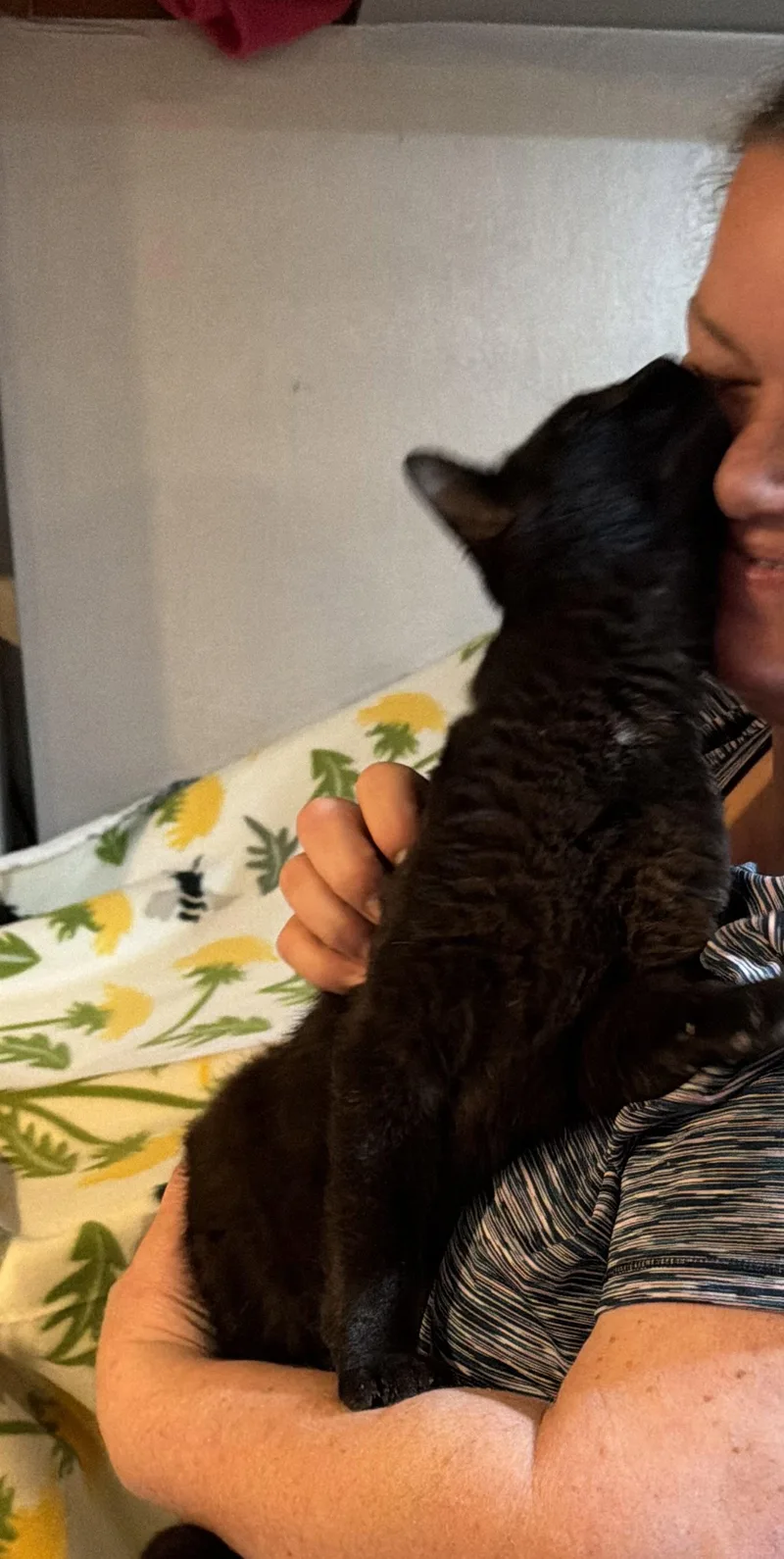 An adult medium-sized male Black Domestic Short Hair cat named Night for adoption in Wheaton, IL