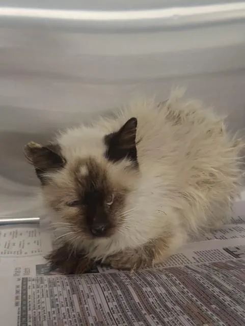 A senior medium-sized female Siamese cat named Grams for adoption in Bakersfield, CA