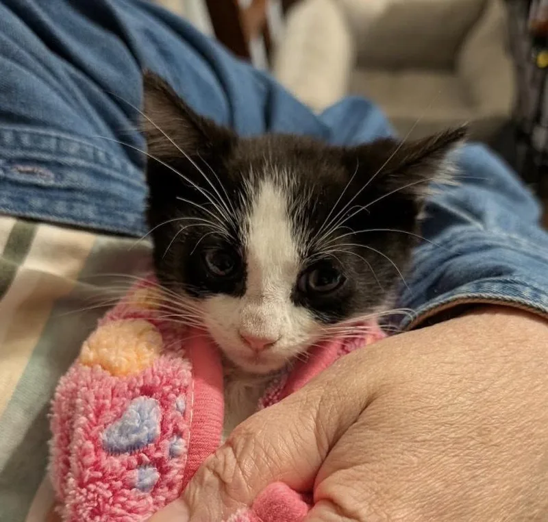 A baby small-sized female Black & White / Tuxedo Domestic Short Hair cat named Olive Grifols for adoption in Poplar Grove, IL