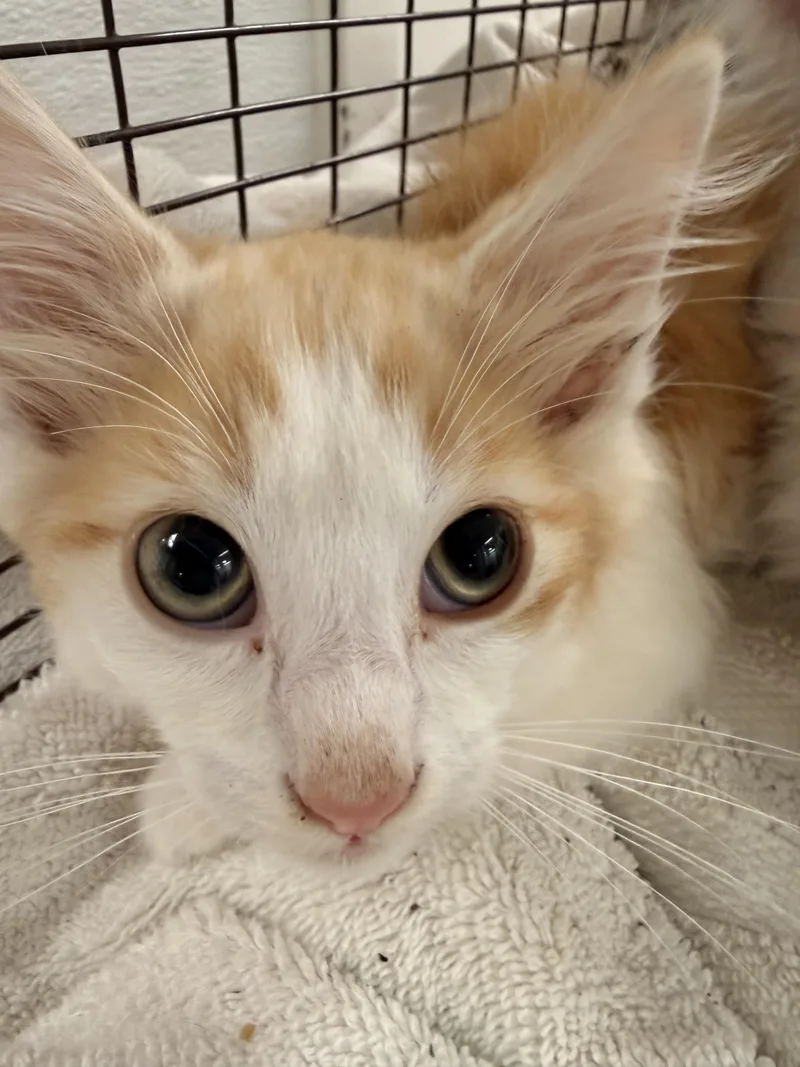 A baby small-sized male Domestic Short Hair cat named O.t. for adoption in Los Angeles, CA