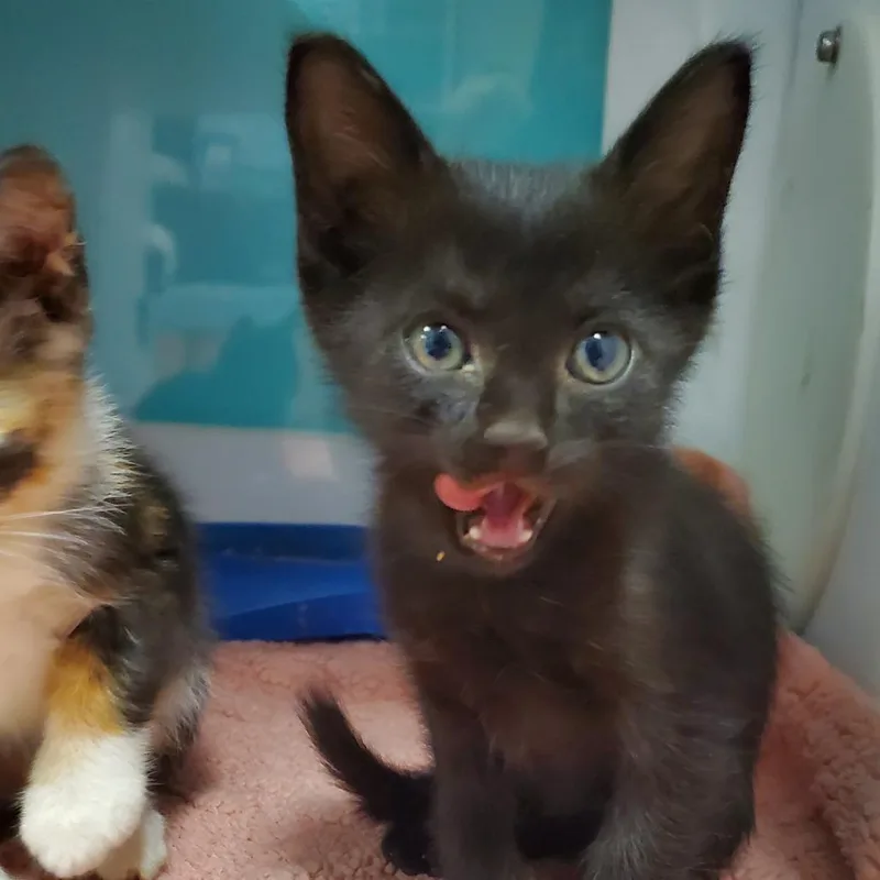 A baby small-sized female Black Domestic Short Hair cat named Bagel for adoption in Lake Jackson, TX