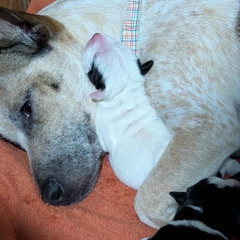 A baby small-sized male White / Cream Mixed Breed dog named Pokey for adoption in Durham, NC
