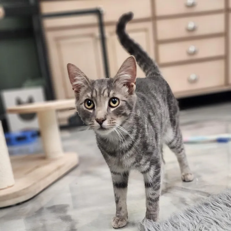 An adult medium-sized male Gray / Blue / Silver American Shorthair cat named Mr. Pibb for adoption in Kennett Square, PA