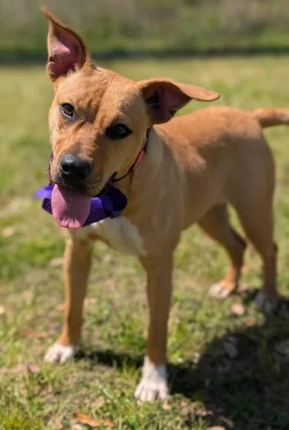 A young medium-sized female Terrier dog named Harvest for adoption in Gulfport, MS