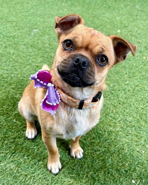 A young small-sized female Pug dog named Bell for adoption in Novato, CA